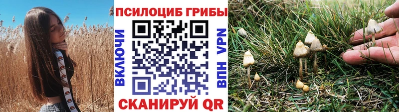 хочу   Пошехонье  гидра зеркало  Псилоцибиновые грибы Magic Shrooms 